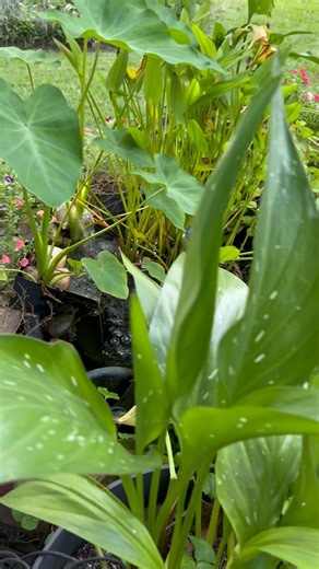 My Patio Goldfish Pond With NO Camera Filters || 4k Garden Footage #goldfish #fishpond #oasis