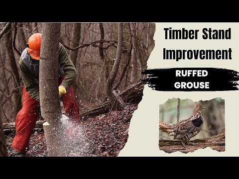 Creating Ruffed Grouse Habitat