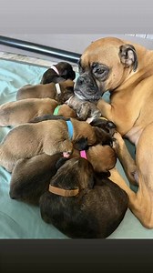 11K views · 1K reactions | Can’t believe they will be 2 weeks tomorrow  Im loving these names !! Kitty & Happy Octo Squad :Jasper ElsieEduardo(eddy) 癩TBD勇Shady Thunder Milo李Theodore(Theo) #foryourpage #boxer #puppy #foryoupagereels | Angels by the Dozen Boxers | Facebook