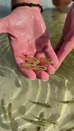 Baby Pufferfish From the Ocean