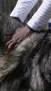 223K views · 6.8K reactions | The Spanish Mastiff: A Rare Breed With A Legacy Of Strength And Devotion  | Dogumentary TV | Facebook