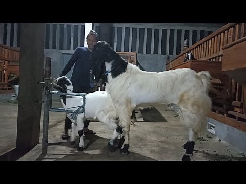 Biggest goat crosses small goats to improve quality | Goat farming in village
