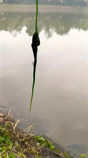 Double Hook Moss Bait Setup That Never Falls Off #fishing #mancing