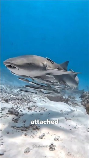 Why Do Fishermen Release Remoras? 😨 #fishing #marine #shorts