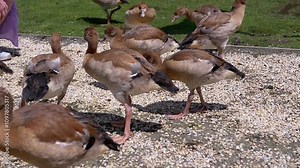 Close-up of geese eagerly eating food from a woman's hand in a park, highlighting the trust between humans and animals. Suitable for animal care, nature documentaries, or park life visuals.