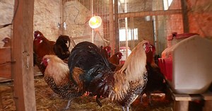 Chickens in city limits? What you should know.