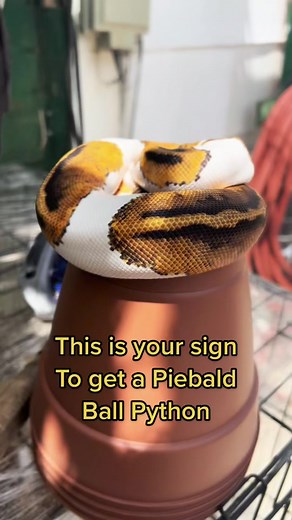 Piebald Ball Python (Cheese Cake) #piebaldballpython #Ballpython #trinitycreationz #piedballpython