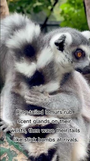 The Ring-Tailed Lemur #wildlife #animalfacts #nature