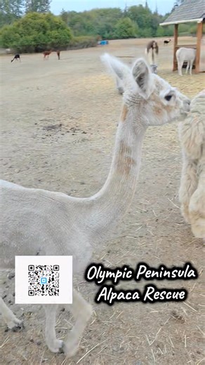 The Port Angeles rescue had a farm, E-I-E-I-O. And on that farm, they had some llamas, E-I-E-I-O. With a "hum-hum" here and a "hum-hum" there, Here a "hum," there a "hum," everywhere a "hum-hum." The Port Angeles rescue had a farm, E-I-E-I-O. The Port Angeles rescue had a farm, E-I-E-I-O. And on that farm, they had alpaca, E-I-E-I-O. With a "munch-munch" here and a "munch-munch" there, Here a "munch," there a "munch," everywhere a "munch-munch." The Port Angeles rescue had a farm, E-I-E-I-O. The