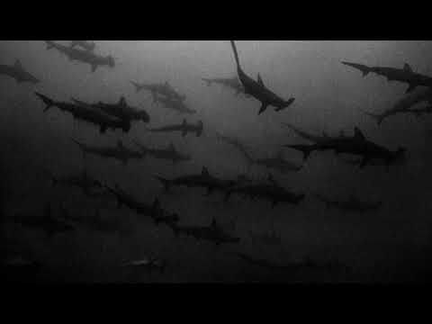 “SHARK” Dark Horrorcore Hip Hop Beat | Evil Rap Instrumental | Scary Trap Type Beat