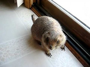 Prairie Dog Yahooing