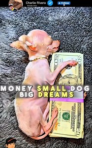 2.3K views · 17 reactions | The World Smallest Chihuahua ❤️ #chihuahua #doglover | Charlie Rivera | Facebook
