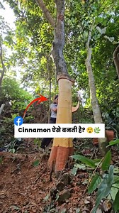 1.8M views · 8.2K reactions | क्या आपने कभी सोचा है कि cinnamon — जो...
