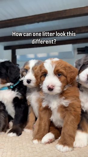 Merle, Tri, and Red all from the same litter! 🧬✨ Just two parents carrying multiple color genes can create this incredible variety. ~ ~ ~ #bernedoodle #bernedoodles #bernedoodlesofinstagram #doodlelove #bernedoodlelove #puppylove #puppiesofinstagram #doodle #puppy #puppies #bernedoodlegenetics #redbernedoodle #redandwhitebernedoodle #tricolor #tricolorbernedoodle #merlebernedoodle #siblings #litter #largelitter #dogsofinstagram #furryfriends #dogmom #dogdad #informationalpuppy #puppycontent #do