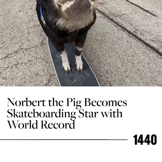 Norbert is a pig from Illinois who can ride a skateboard. With the help of his owner, Vincent Baran, Norbert became the fastest pig to push a skateboard 10 meters, finishing in just 11.32 seconds. This earned him a spot in the 2026 Guinness World Records and the nickname “Tony Pork,” after famous skateboarder Tony Hawk. Norbert learned to skateboard when Vincent tried giving him rides on his old board using treats like peanuts to encourage him, and he quickly got the hang of it. Subscribe to our