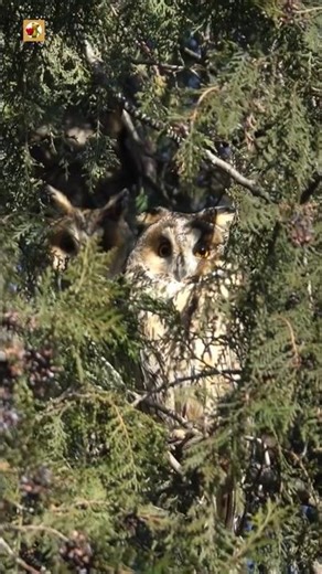 Long-Eared Owl Sounds 🧡(The Stealthy Hoot of a Forest Guardian)