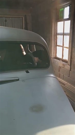 Boxers cruise 1940 Chevy #boxer #boxerdog #boxerlove #boxerlover #boxermom #boxerlife #doglife #dogs