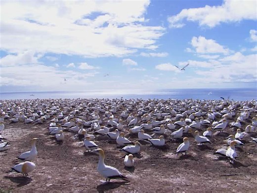 Winows 7示例视频《Wildlife》