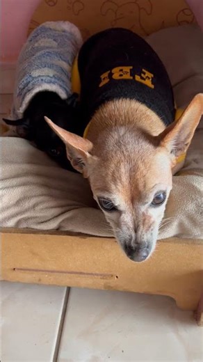 Pinscher gets angry when his weather gets cold.