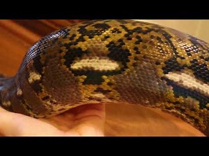 2 Year Old Reticulated Python