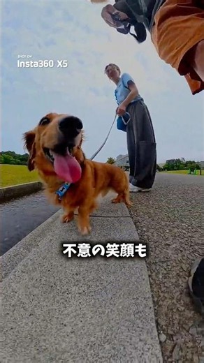 ダックスの1日に密着してみた… #ダックス #カニンヘンダックス #犬のいる暮らし