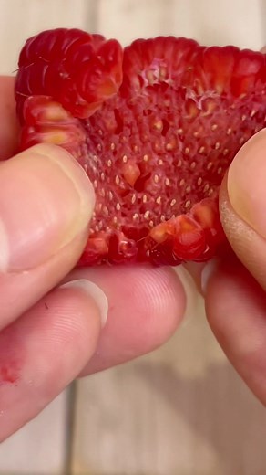 How to Plant Raspberry from Seeds and Cuttings | Tips and Updates