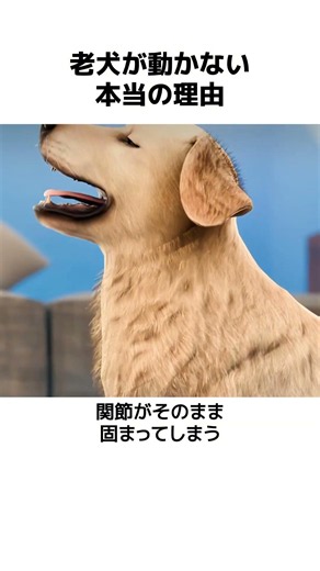 老犬が動かない本当の理由