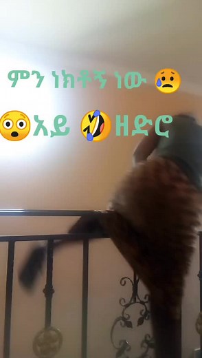 addisshubet (@addisshubet)’s videos with original sound - አደበኛዋ የፍቅሬ ብቻ❤️💝