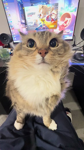 Lunaistabby on TikTok