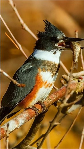 Discover the Stunning Beauty of the Belted Kingfisher!"😃🐟