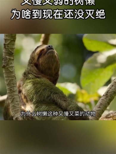 又慢又弱的树懒，为啥到现在还没灭绝？