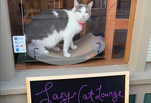 Lazy Cat Lounge