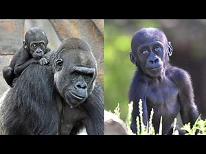 Motema Turns One! The Detroit Zoo’s First-Ever Gorilla Baby