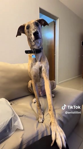 Todo sobre los Galgos: Características y cuidados