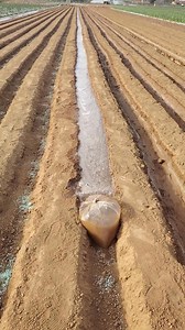 52K views · 32K reactions | Farmers use a water-filled plastic bag to slow down the flow of water, allowing the soil to absorb moisture more effectively. A brilliant example of practical farming wisdom! #TrendinginChina | Xi's Moments | Facebook