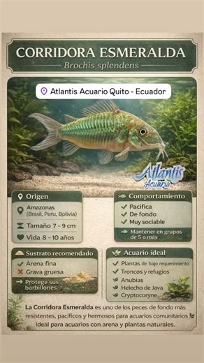 ✨ CORRIDORA ESMERALDA (Brochis splendens) ✨ La Corridora Esmeralda es uno de los peces de fondo más resistentes, pacíficos y hermosos para acuarios comunitarios 🌿 Su brillo verde metálico la convierte en una de las favoritas entre los amantes del aquascaping. 📍 Origen: Amazonas (Brasil, Perú y Bolivia) 📏 Tamaño: 7 – 9 cm ⏳ Vida: 8 – 10 años 🐟 Comportamiento ✔ Pacífica ✔ De fondo ✔ Muy sociable 👉 Se recomienda mantenerla en grupos de 5 o más 🌡️ Parámetros ideales 22 – 26 °C | pH 6.0 – 7.5 A