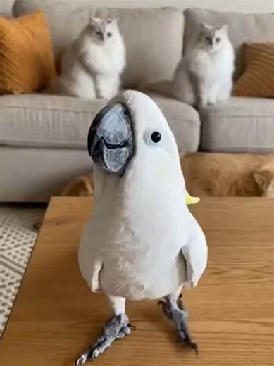 Mr. Parrot Takes on Family News Reporting