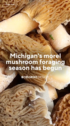1K views | Morel mushrooms have already been spotted at sites in Lenawee County, Livingston County, Oakland County, St. Clair County and Washtenaw County. : https://www.cbsnews.com/detroit/news/michigan-morel-mushroom-season-tips-locations/ ️: Getty #mushrooms #morelmushrooms #foraging #michigan #metrodetroit #detroit | CBS Detroit | Facebook