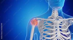 Animation of the bones of the shoulder