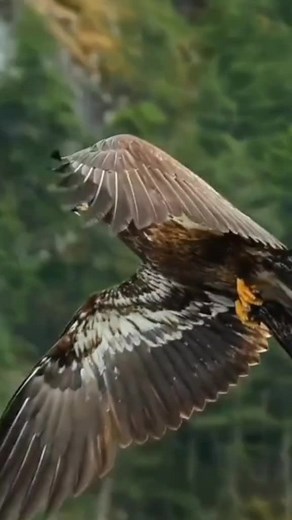 Majestic Eagle Soaring Through Natural Landscapes