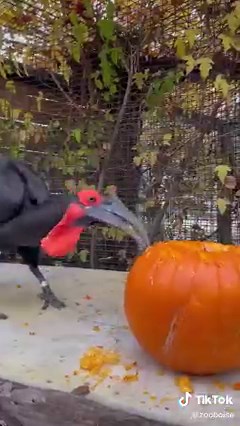 10M views · 53K reactions | Pumpkin carving with Toogle, our southern ground hornbill here at Zoo Boise! #socuteitsscary | Zoo Boise | Facebook