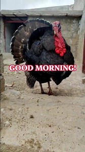 Morning My Cute Birds! 🐔 Letting All Chickens Out One By One