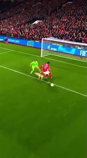 🐶🛡️The dog stopped the attack again!