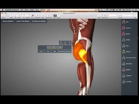 Muscle of thigh -Hip abduction:adduction muscles