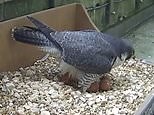 Webcam on top of Salisbury Cathedral shows little falcon's life