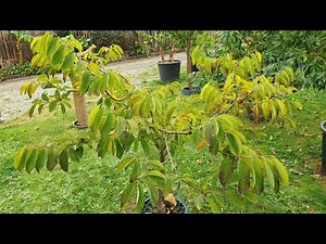 When & How To Encourage Custard Apple To Flower Sooner (Atemoya)