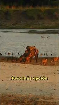 Lions attack baby elephant. #animals #fyp#Friendship #Us #lion
