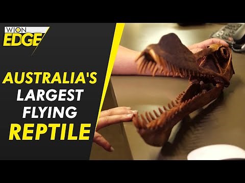Researchers uncover Australia's largest flying reptile