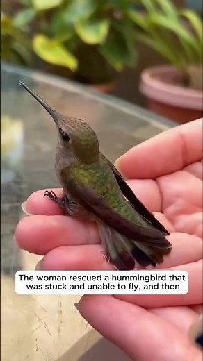 The woman rescued a hummingbird that was stuck and unable to fly, and then
