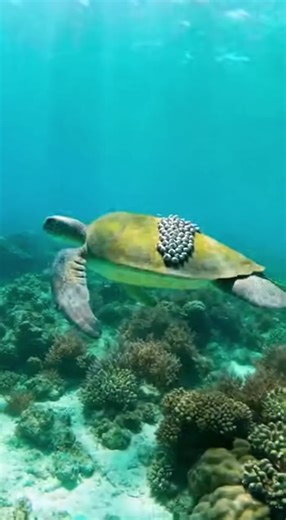 Understanding Barnacles on Sea Turtles: A Marine Conservation Insight
